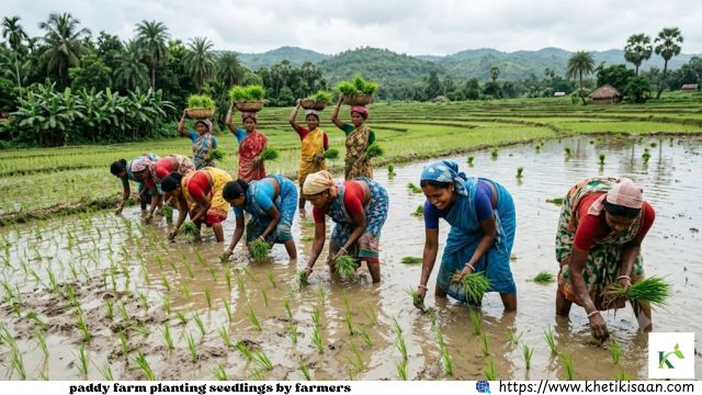 paddy farm planting seedlings